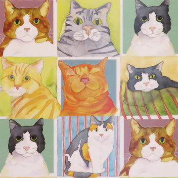 British Cat Life